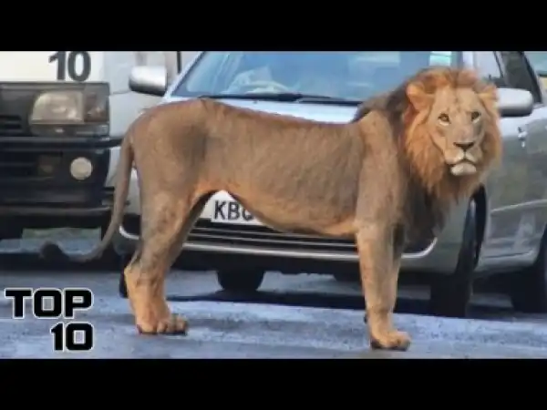Video: Top 10 Dangerous Animals That Escaped The ZOO